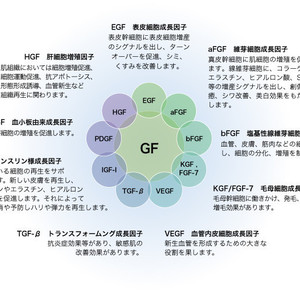 最新の薄毛治療の鍵は成長因子にあり