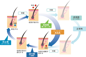 【薄毛　AGA】ヘアサイクルを知りベストの髪型をキープしよう！