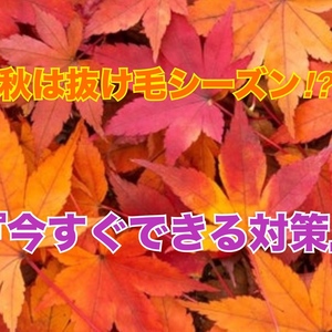 【薄毛 今すぐできる対策】秋は抜け毛シーズン？