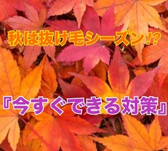 【薄毛 今すぐできる対策】秋は抜け毛シーズン？