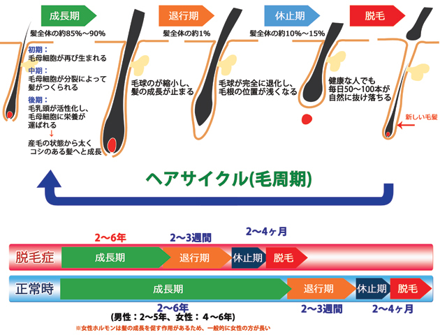 薄毛 Aga ヘアサイクルを知りベストの髪型をキープしよう Inti Report 薄毛に悩む男性の為の 美容院 Inti インティ 全席個室 東京 大阪 福岡に展開